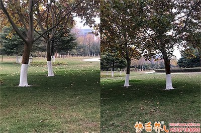 綠化涂白劑選擇與成本分析 實(shí)用指南