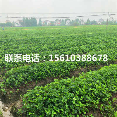 京承香草莓苗的精細化管理技術(shù)與優(yōu)質(zhì)批發(fā)基地綠化管理策略