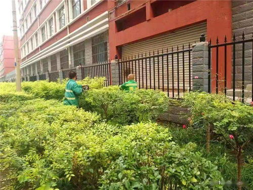 城管在行動 長安區(qū)城管局綠化管護隊精細管護打造精品綠化城區(qū)